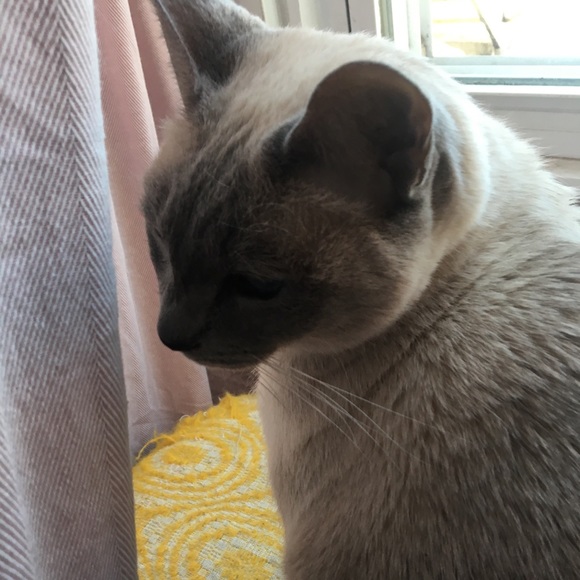 Meet your Posher, Alice - Picture 1 of 1